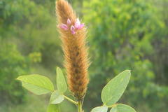 Uraria alopecuroides